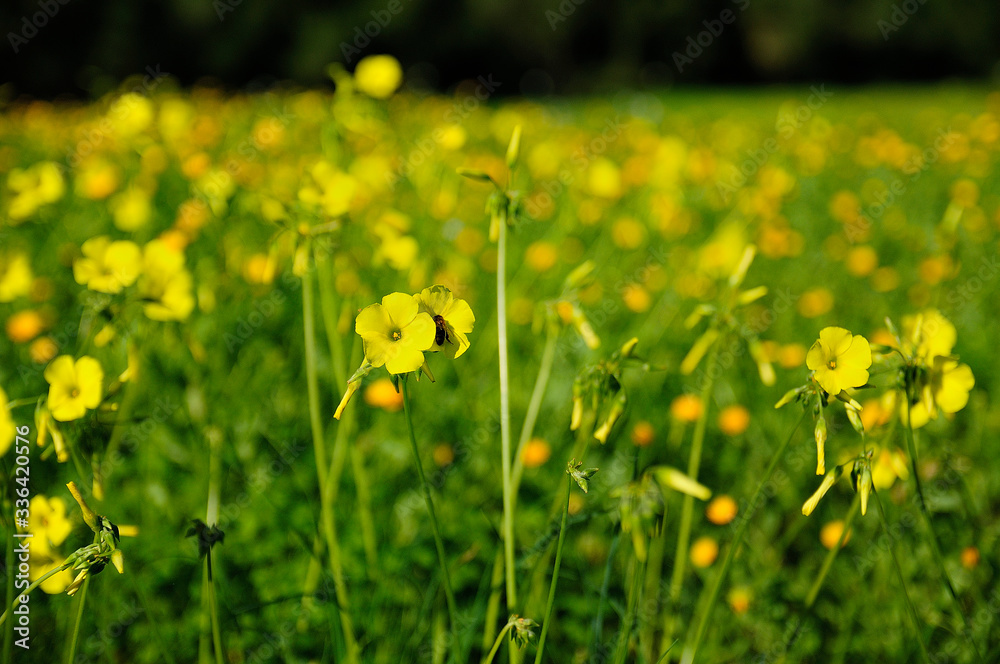 flor colorida