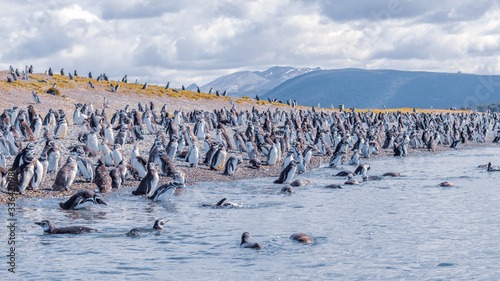 Obraz na plátne Penguins in Isla Martillo near Ushuaia in Tierra del Fuego (Argentina)