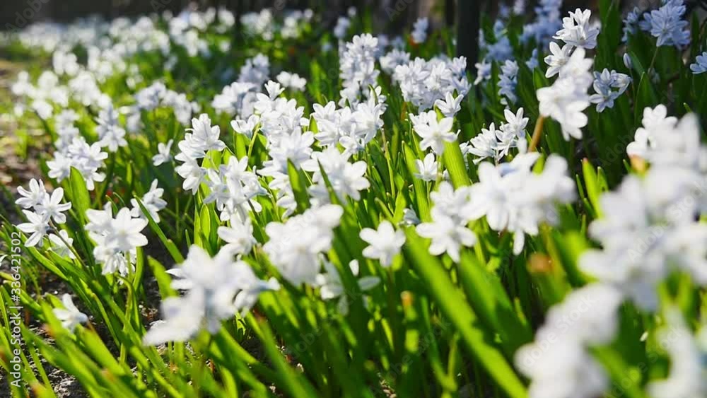 Blooming white and blue flowers swaying in the wind in a spring garden Blooming white and blue flowers swaying in the wind in a spring garden