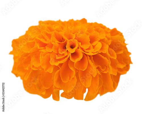 orange Marigold