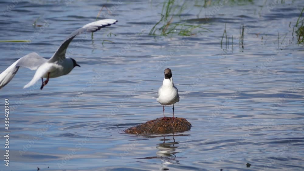 Seagull on the island, waiting for food Seagull on the island, waiting for food
