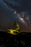 Milky way galaxy with stars  and  tree beautiful