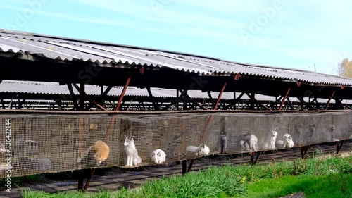 Fur farm. Foxes in cages looking outside.
