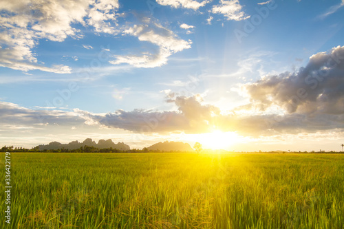 Sunset view over paddy field for background