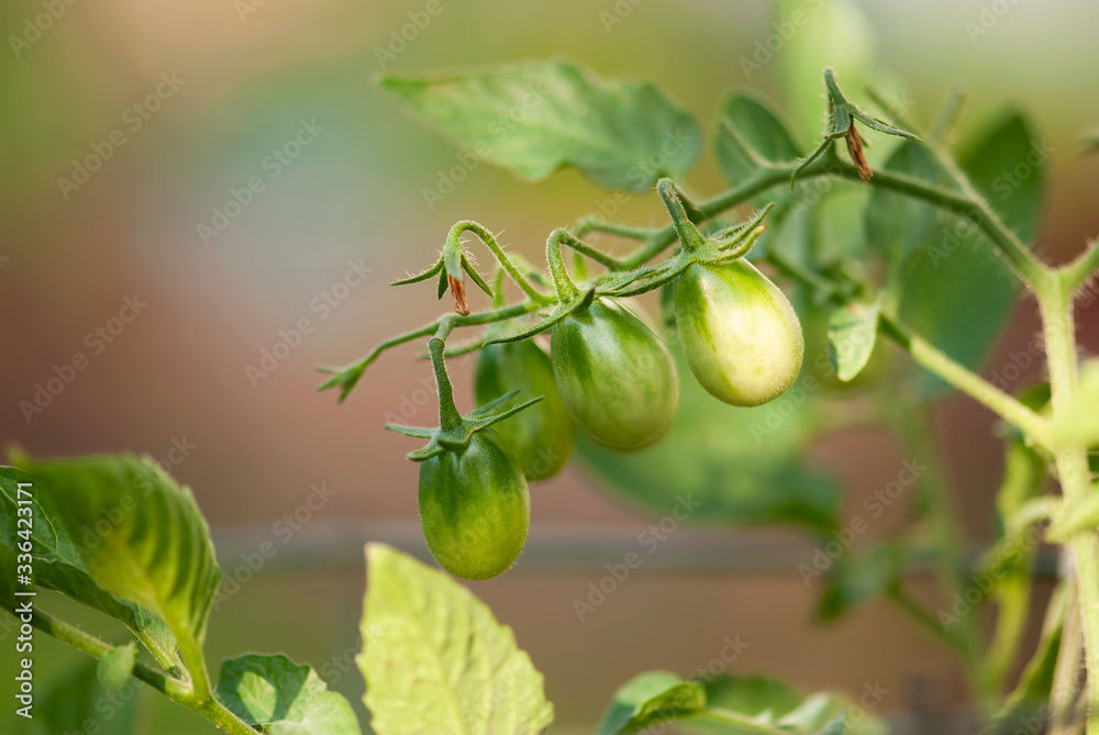 Young Tomatoes On Vine