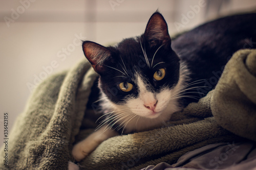 Cute black and white cat wrapped on a blanket.