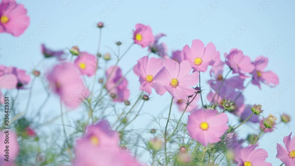 Close-up of beautiful cosmos flowers swaying in the wind, depth of field
