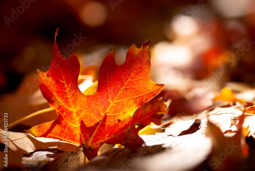 Glowing Maple Leaf On Ground