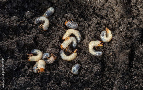Canvas Print White chafer grub against the background of the soil