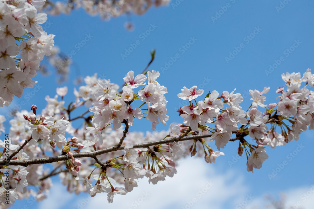 Spring is coming, a picture of cherry bloss Spring is coming, a picture of cherry bloss