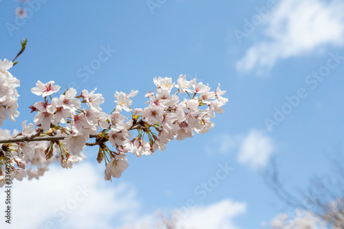 Spring is coming, a picture of cherry bloss