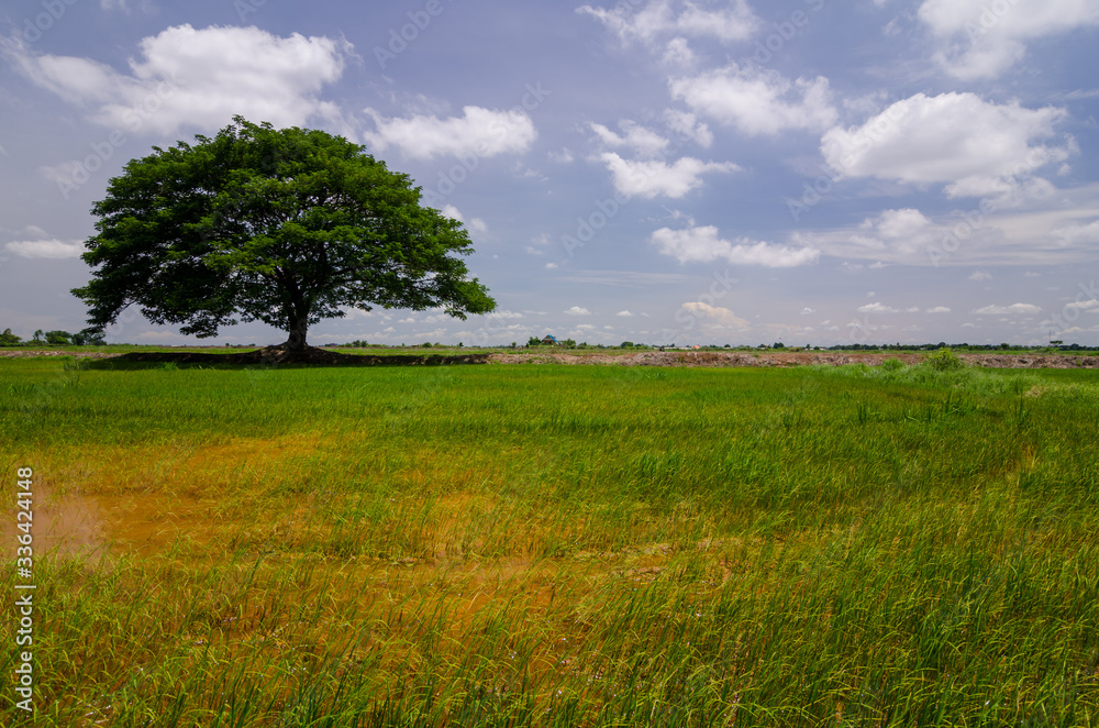 beautiful landscape  Lonely tree in  the meadow.