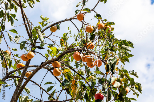 Manilkara kauki is a plant in the subfamily Sapotoideae, and the tribe Sapoteae of the family Sapotaceae; and is the type species for the genus Manilkara. known generally by the name caqui photo