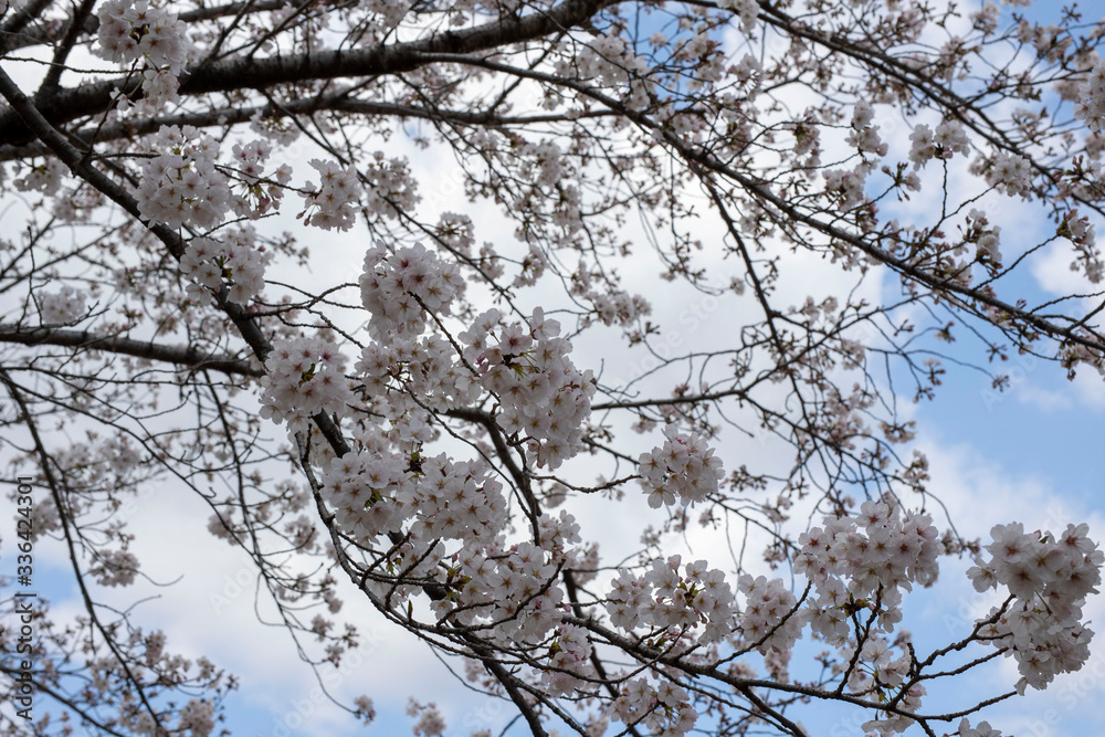 Spring is coming, a picture of cherry bloss Spring is coming, a picture of cherry bloss