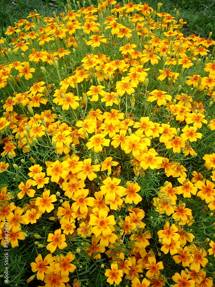 Flowerbed of yellow flowers of narrow-leaved marigolds. Color photo.