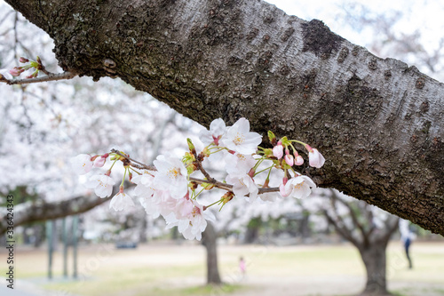 Принти на полотні Spring is coming, a picture of cherry bloss