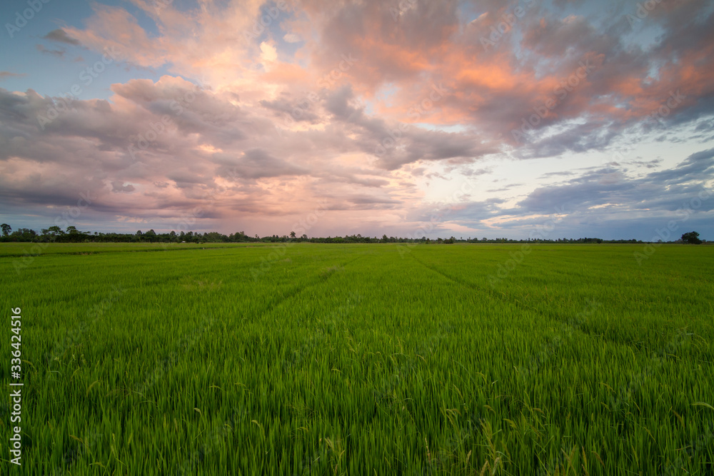 Green rice   field at sunset.