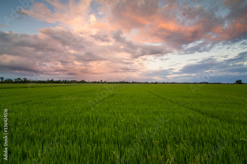 Green rice field at sunset.