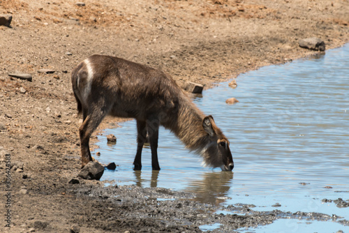 Cobe à croissant , Waterbuck, Kobus ellipsiprymnus, Parc national du Pilanesberg, Afrique du Sud