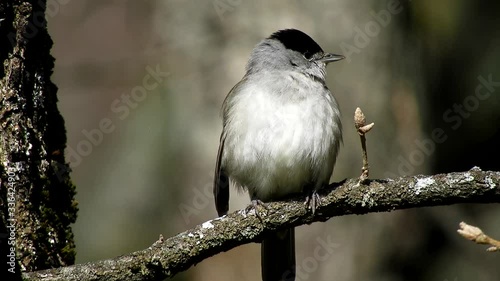Eurasian Blackcap,  male  Sylvia atricapilla