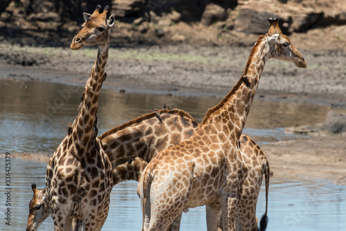 Girafe  Giraffa camelopardalis   giraffe  Parc national Kruger  Afrique du Sud