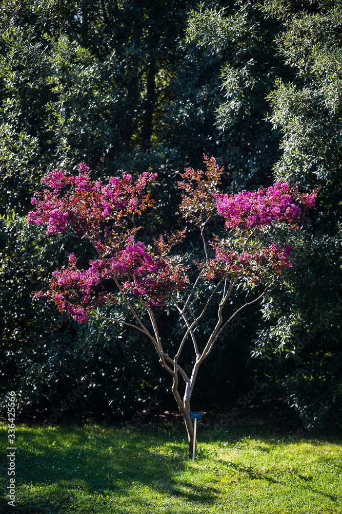 Naklejka premium Arboretum, Parc Vallee aux Loups