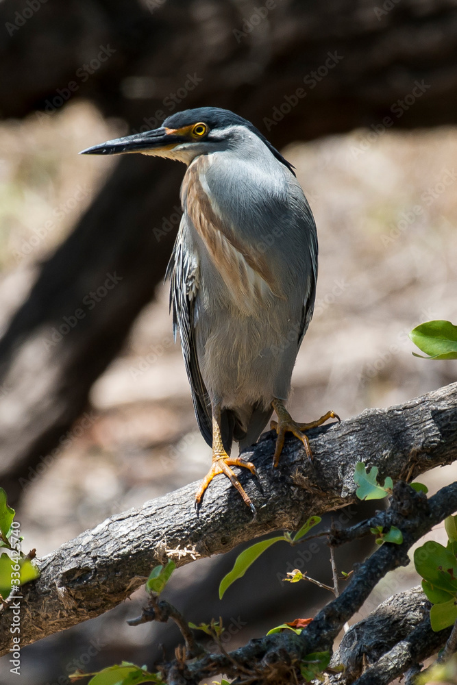 Fototapeta premium Héron strié,.Butorides striata, Striated Heron