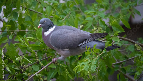 brown pigeon eat tender shoots of trees