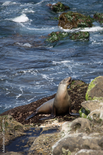 Sea lion fresh out of the waves