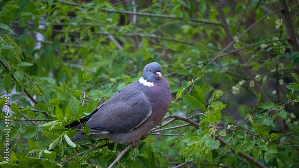 brown pigeon eat tender shoots of trees