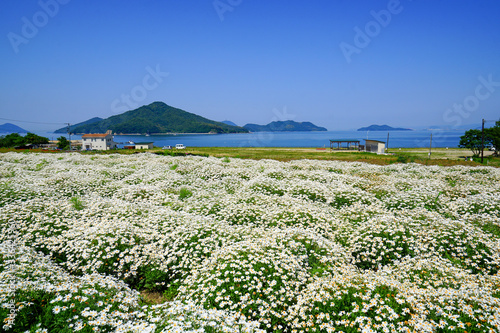 香川県三豊市のフラワーパーク浦島 一面のマーガレット