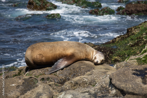 Sea lion basking on the rock