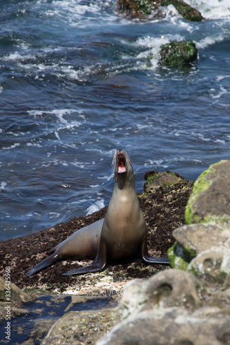 A Sea Lion's wide yawn