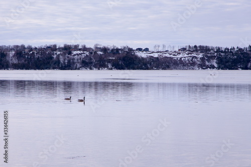 Two Canada Geese floating in the St. Lawrence river with other birds and the south shore in soft focus background seen during a mauve spring dawn  Cap-Rouge area  Quebec City  Quebec  Canada