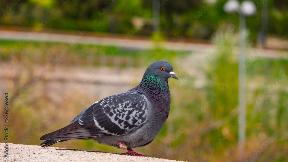 brown pigeons in madrid river, and in the background the demolition of the vicente calderon stadium of the atletico de madrid brown pigeons in madrid river, and in the background the demolition of the vicente calderon stadium of the atletico de madrid