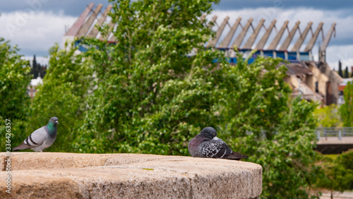 brown pigeons in madrid river, and in the background the demolition of the vicente calderon stadium of the atletico de madrid 