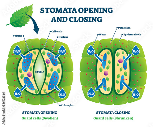 Stomata opening and closing vector illustration. Labeled educational scheme