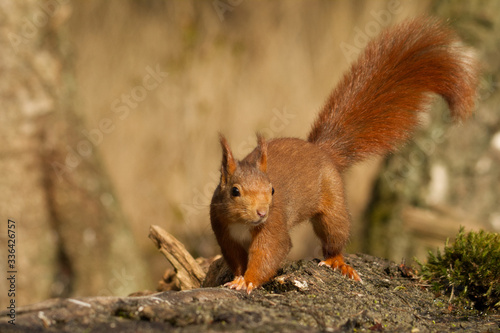 Europäisches Eichhörnchen (Sciurus vulgaris) © gebut