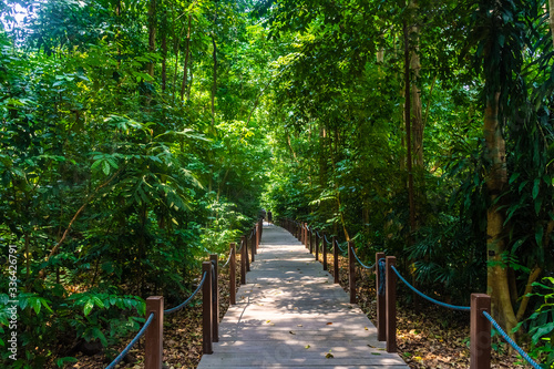 Murais de parede Tropical rainforest of Singapore botanic gardens