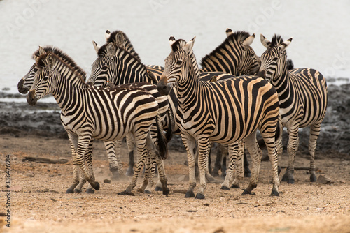 Z  bre de Burchell  Equus quagga  Parc national Kruger  Afrique du Sud