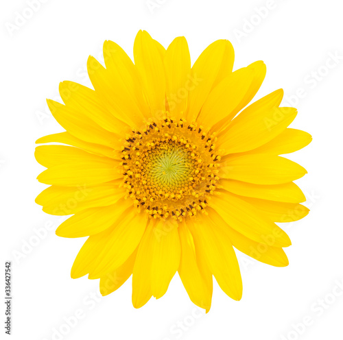 Fototapeta Naklejka Na Ścianę i Meble -  beautiful sunflower