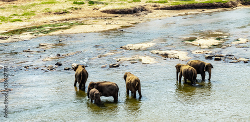 Animals wild elephant drink water from the lake.