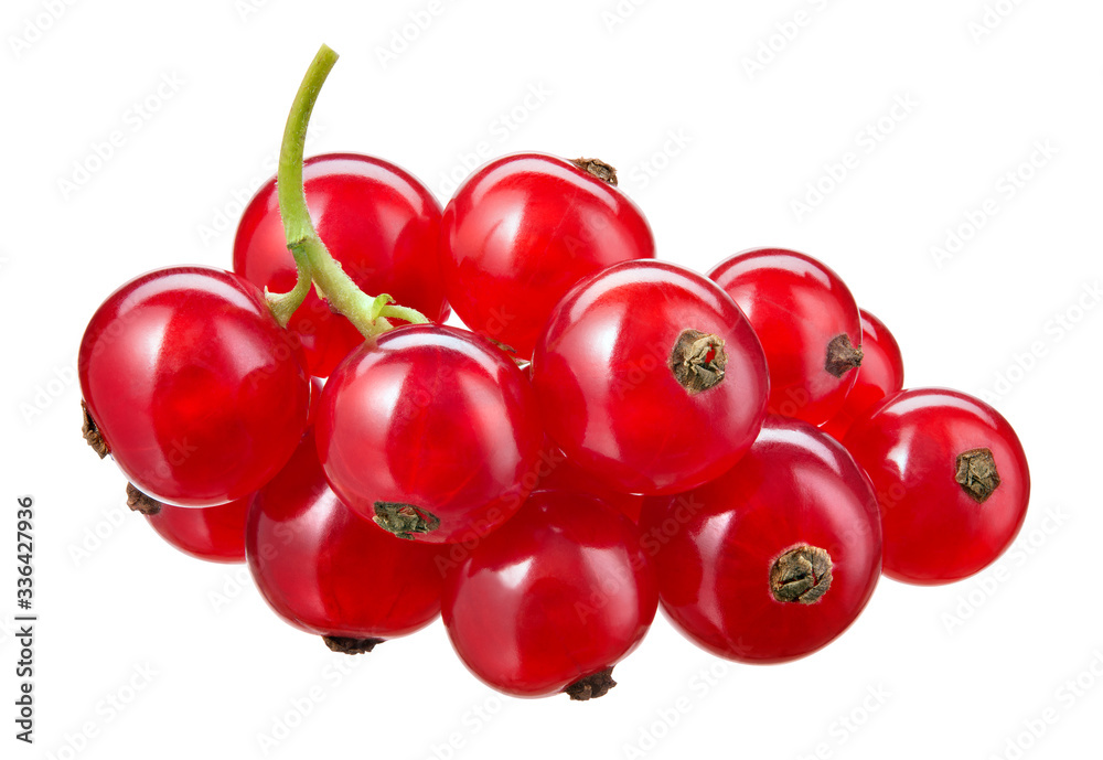 Red currant isolated. Currant red on white background. Clipping path. Currant red isolated. Clipping path. Currant on branch.