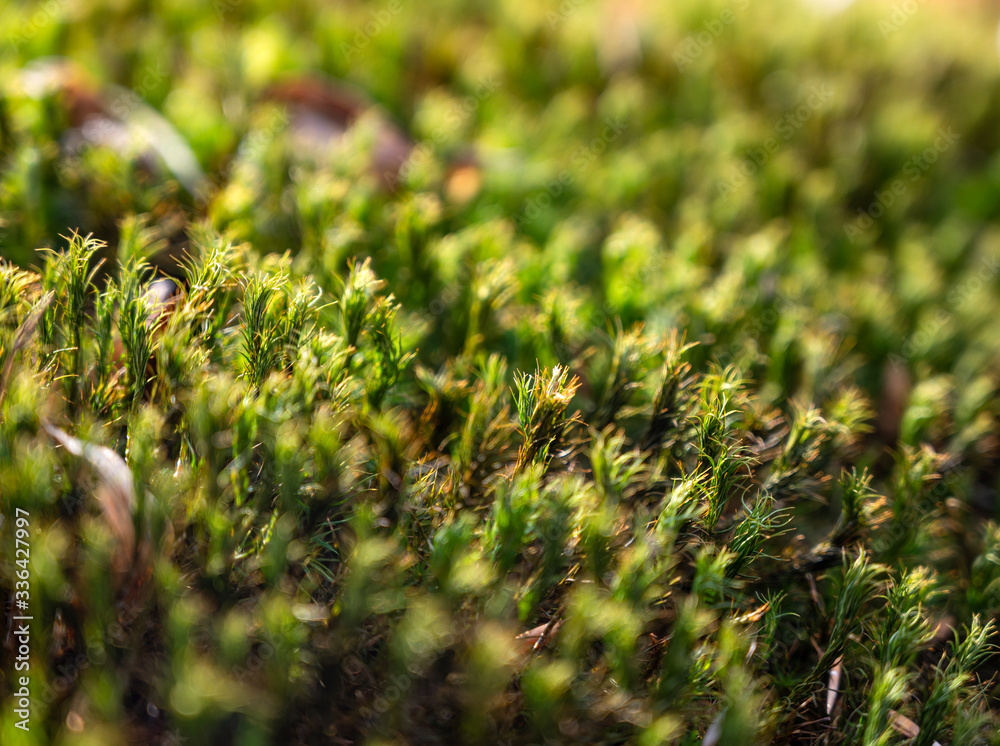 Wood surface covered with moss Wood surface covered with moss