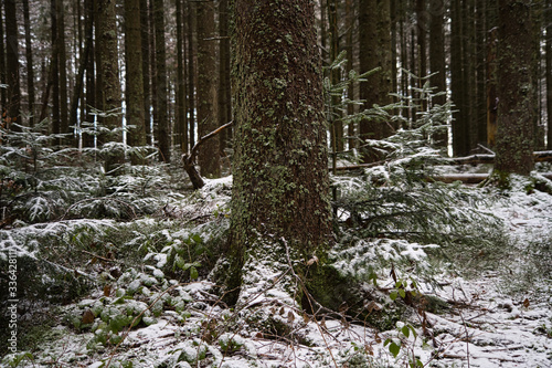 Baumstamm Baumwurzel im winterlichen Wald mit Schnee
