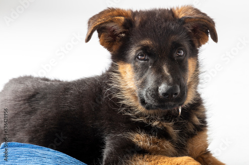 puppy german shepherd