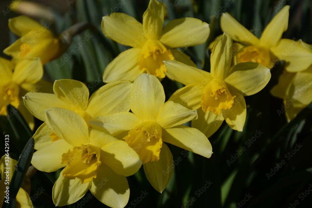 Obraz premium Bush of beautiful yellow daffodils outdoors in the garden