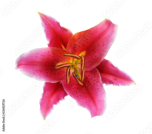 fresh pink lily flower