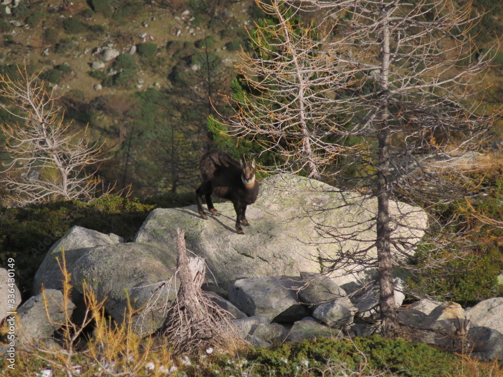 chamois in Gesso Valley
