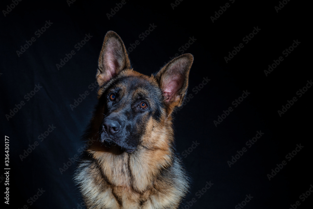 German shepherd portrait
